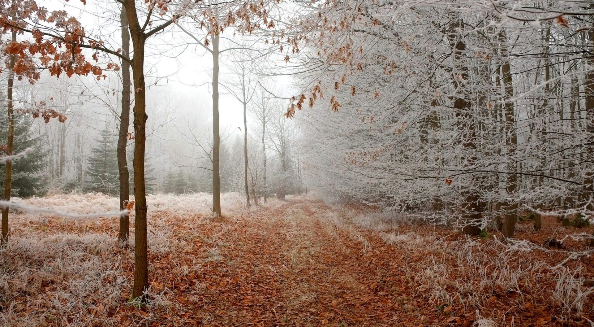 Traumabasierte psychologische Beratung